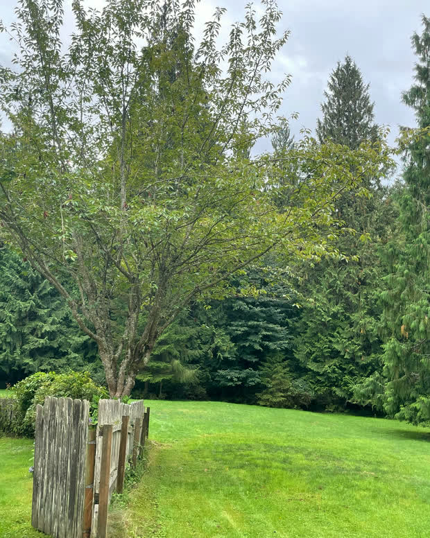 A fenced corner of the lawn with ferns and the corner of the house.