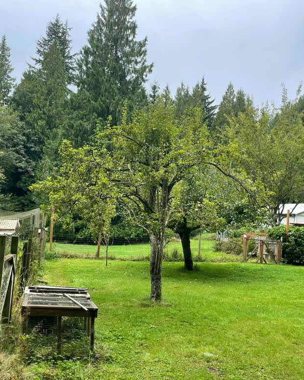 An orchard area with fruit trees, rustic fence posts and a bench, with the house visible in the distance.
